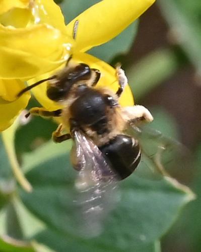 Andrena sp.